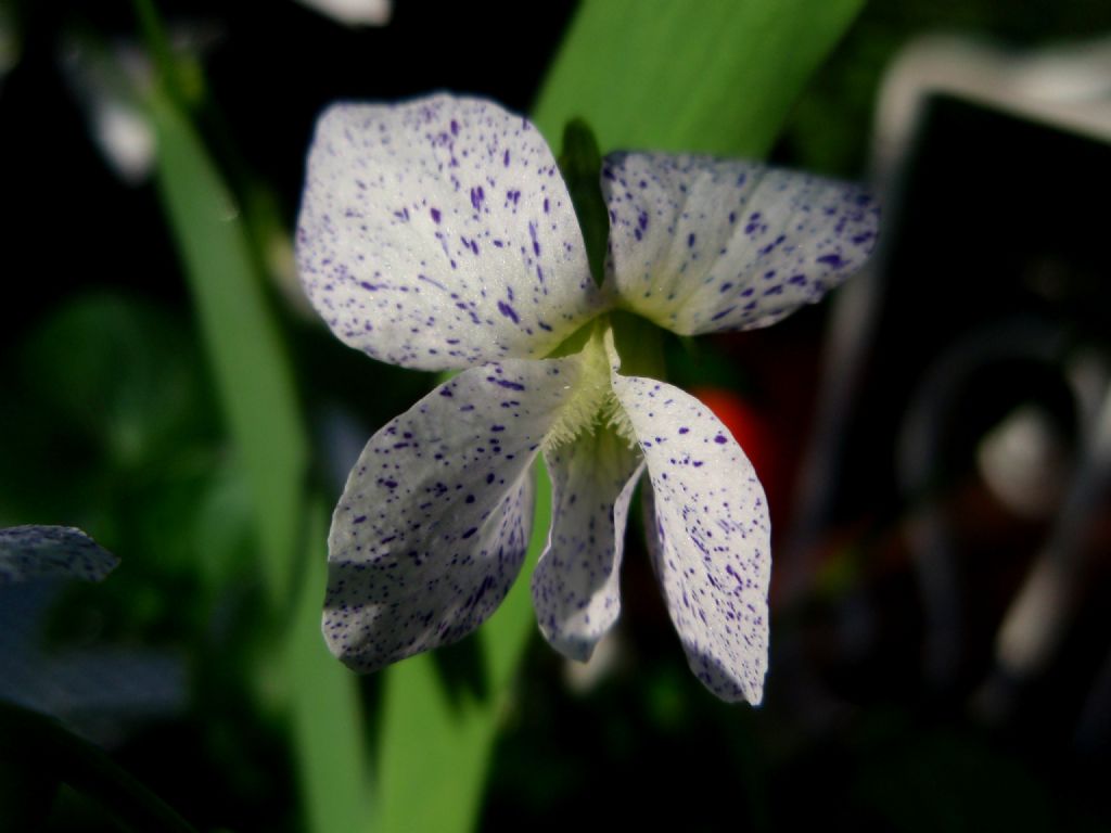 Viola sororia